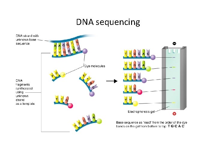 Figure 13 -7 DNA Sequencing Section 13 -2 DNA sequencing 