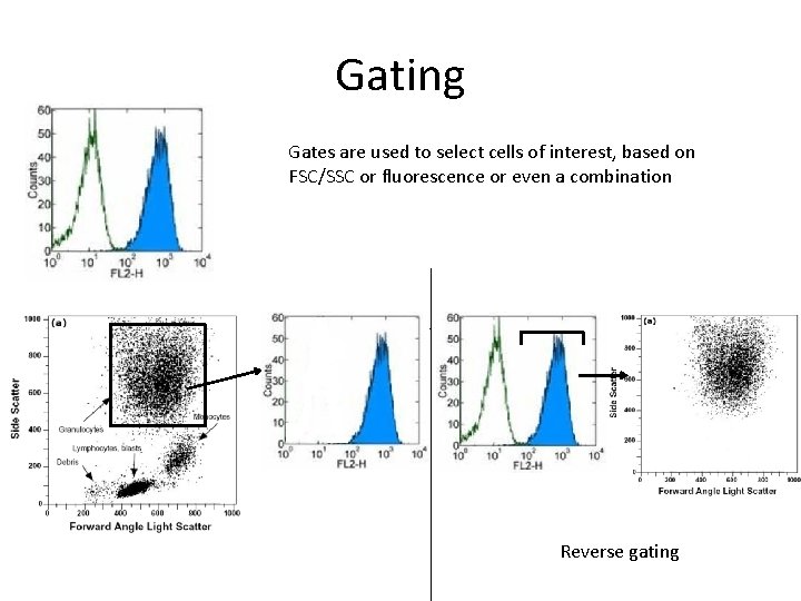 Gating Gates are used to select cells of interest, based on FSC/SSC or fluorescence Gating Gates are used to select cells of interest, based on FSC/SSC or fluorescence