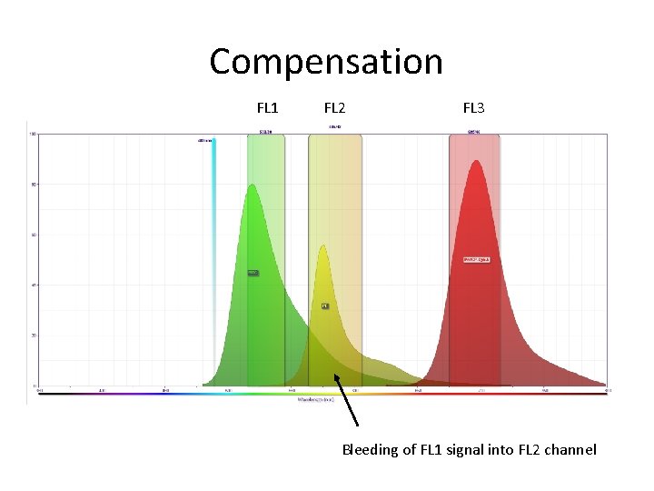 Compensation FL 1 FL 2 FL 3 Bleeding of FL 1 signal into FL Compensation FL 1 FL 2 FL 3 Bleeding of FL 1 signal into FL