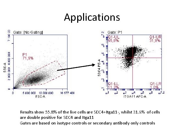 Applications Results show 55. 8% of the live cells are SDC 4+Itga 11 -, Applications Results show 55. 8% of the live cells are SDC 4+Itga 11 -,