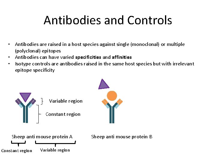 Antibodies and Controls • Antibodies are raised in a host species against single (monoclonal) Antibodies and Controls • Antibodies are raised in a host species against single (monoclonal)
