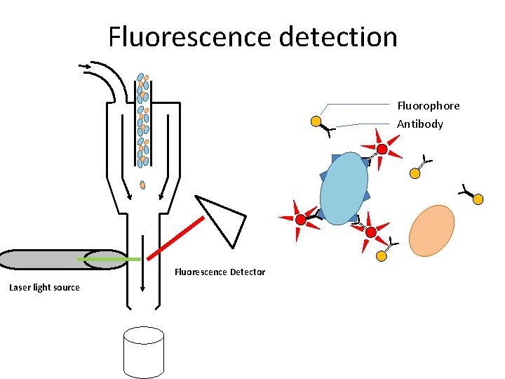 Fluorescence detection Fluorophore Antibody Fluorescence Detector Laser light source Fluorescence detection Fluorophore Antibody Fluorescence Detector Laser light source