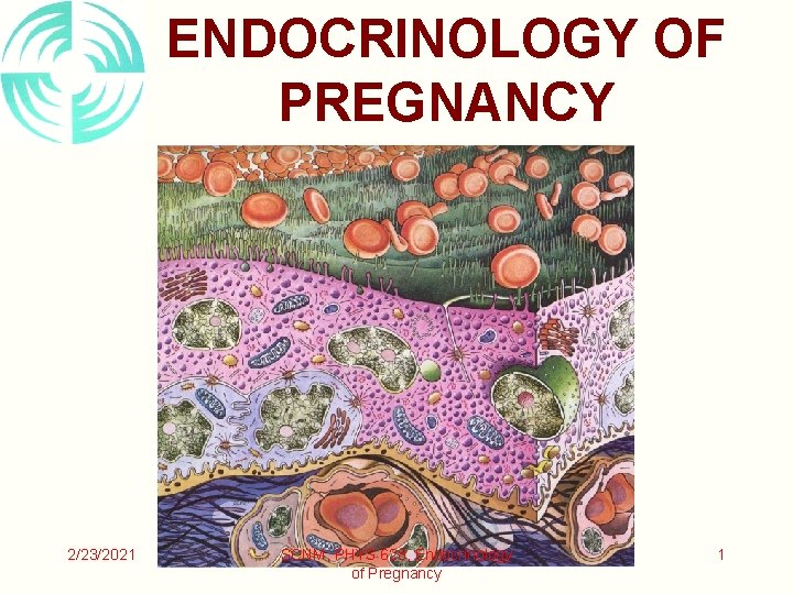 ENDOCRINOLOGY OF PREGNANCY 2/23/2021 SCNM, PHYS 628, Endocrinology of Pregnancy 1 