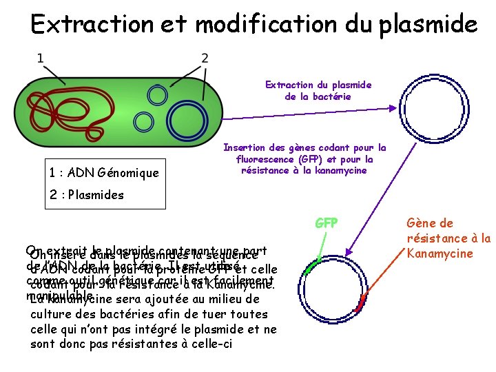 Extraction et modification du plasmide Extraction du plasmide de la bactérie 1 : ADN