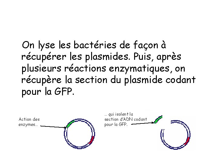 On lyse les bactéries de façon à récupérer les plasmides. Puis, après plusieurs réactions