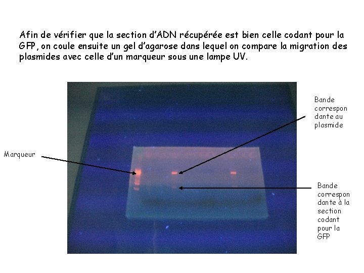 Afin de vérifier que la section d’ADN récupérée est bien celle codant pour la