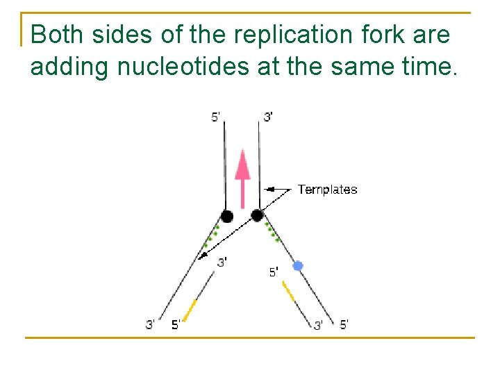 Both sides of the replication fork are adding nucleotides at the same time. 