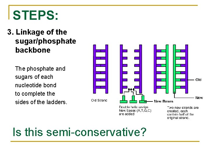 STEPS: 3. Linkage of the sugar/phosphate backbone The phosphate and sugars of each nucleotide
