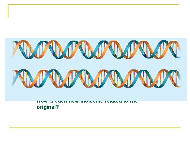 How is each new molecule related to the original? 