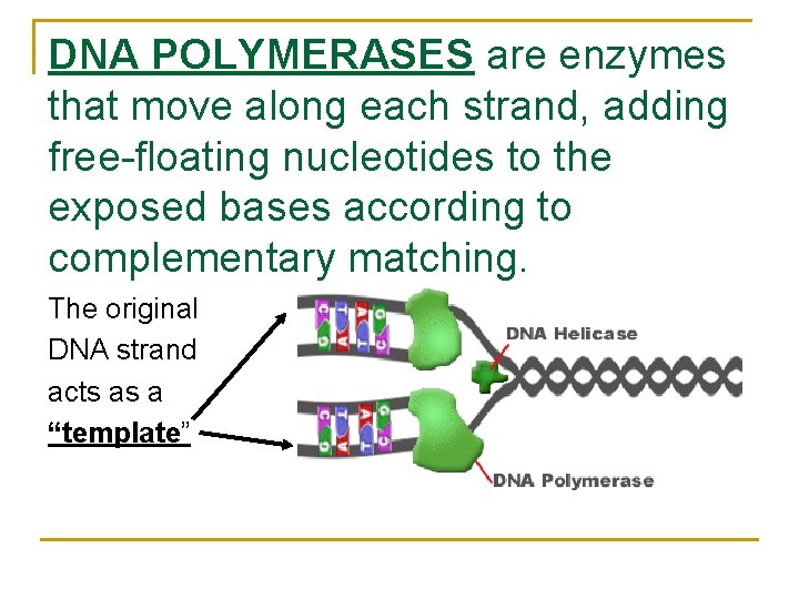 DNA POLYMERASES are enzymes that move along each strand, adding free-floating nucleotides to the