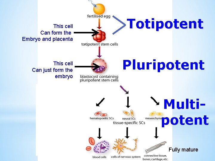 This cell Can form the Embryo and placenta This cell Can just form the