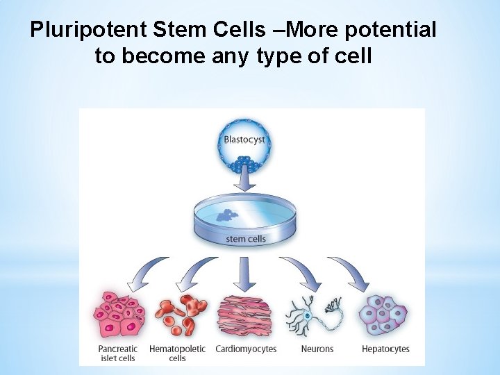 Pluripotent Stem Cells –More potential to become any type of cell 