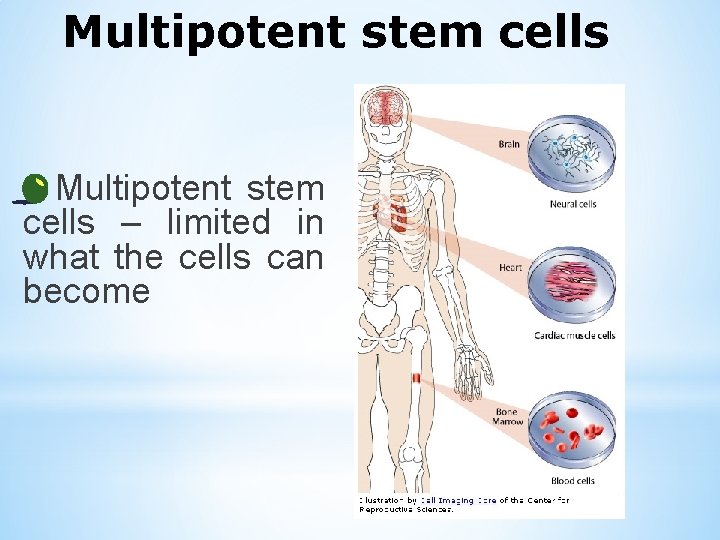 Multipotent stem cells – limited in what the cells can become 