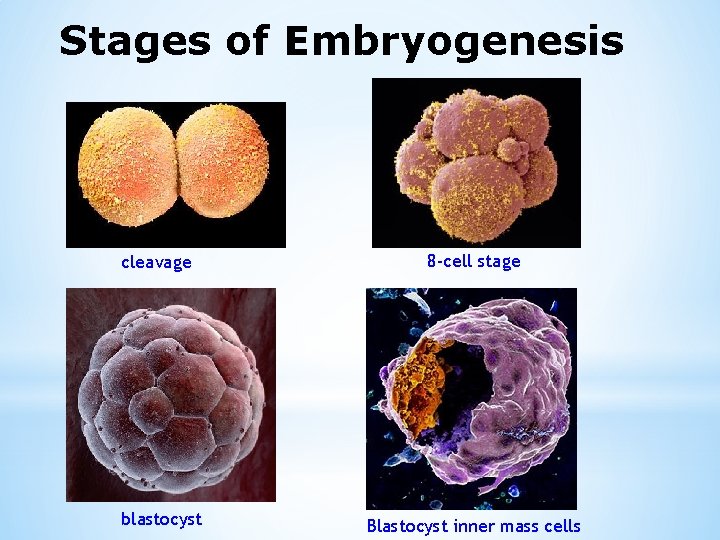 Stages of Embryogenesis cleavage 8 -cell stage blastocyst Blastocyst inner mass cells 