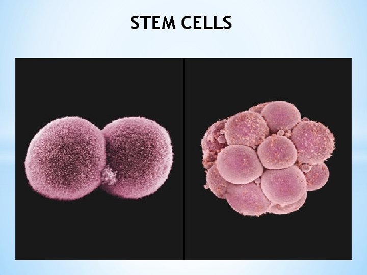 STEM CELLS 