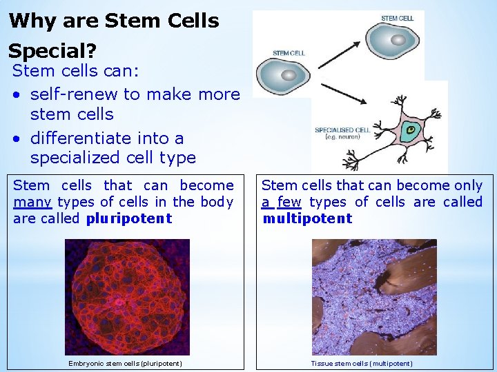 Why are Stem Cells Special? Stem cells can: • self-renew to make more stem