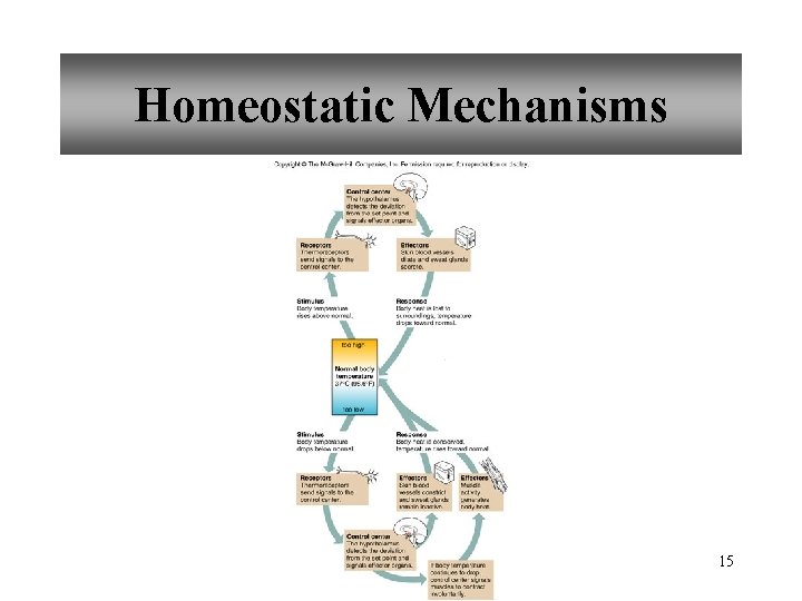 Homeostatic Mechanisms 15 