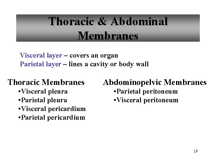 Thoracic & Abdominal Membranes Visceral layer – covers an organ Parietal layer – lines