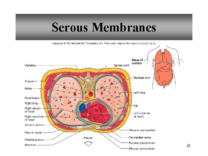 Serous Membranes 20 