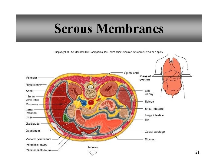 Serous Membranes 21 