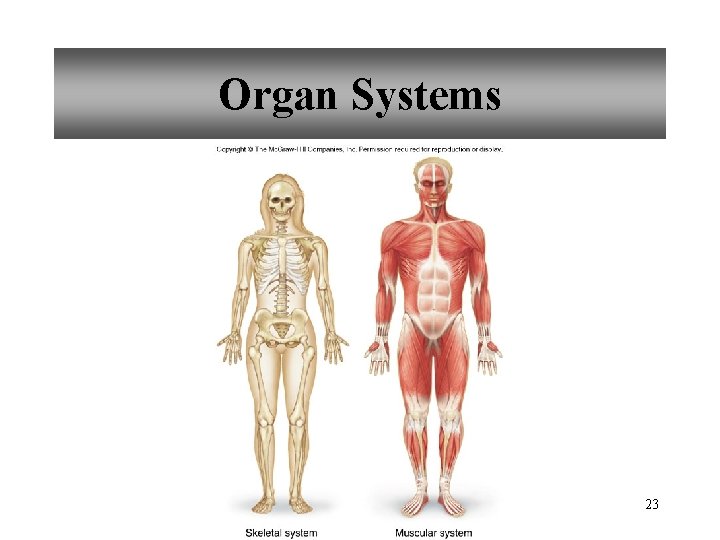 Organ Systems 23 