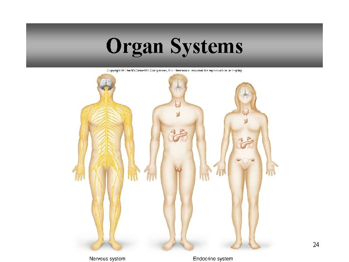 Organ Systems 24 