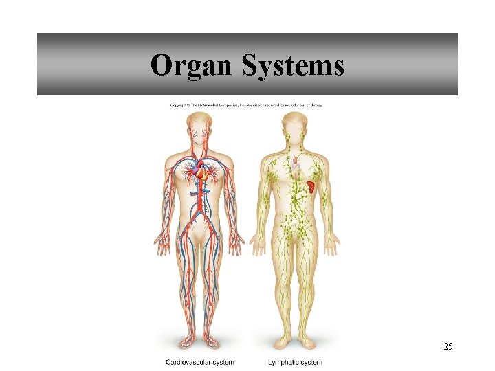 Organ Systems 25 
