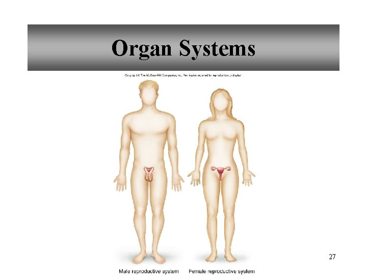 Organ Systems 27 