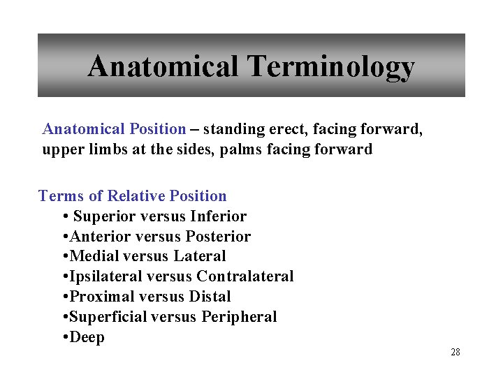 Anatomical Terminology Anatomical Position – standing erect, facing forward, upper limbs at the sides,