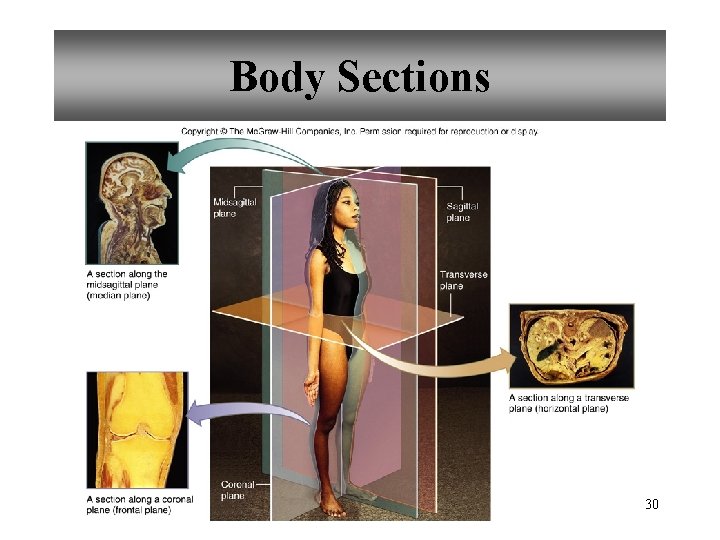 Body Sections 30 