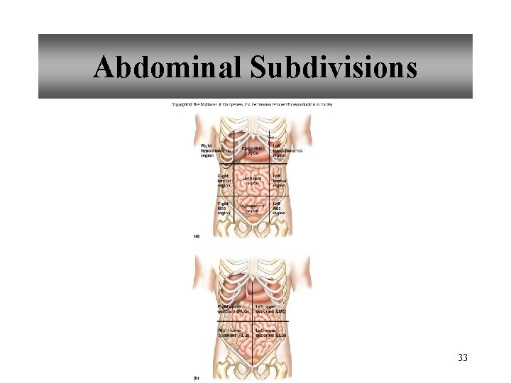 Abdominal Subdivisions 33 