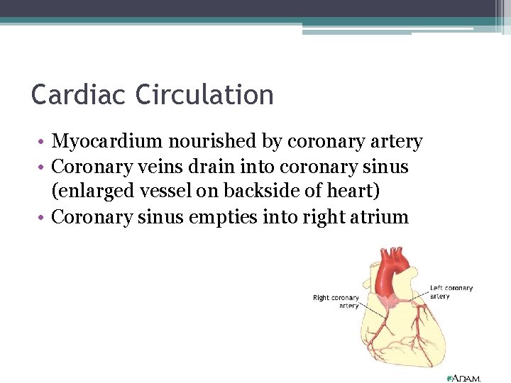 Cardiac Circulation • Myocardium nourished by coronary artery • Coronary veins drain into coronary