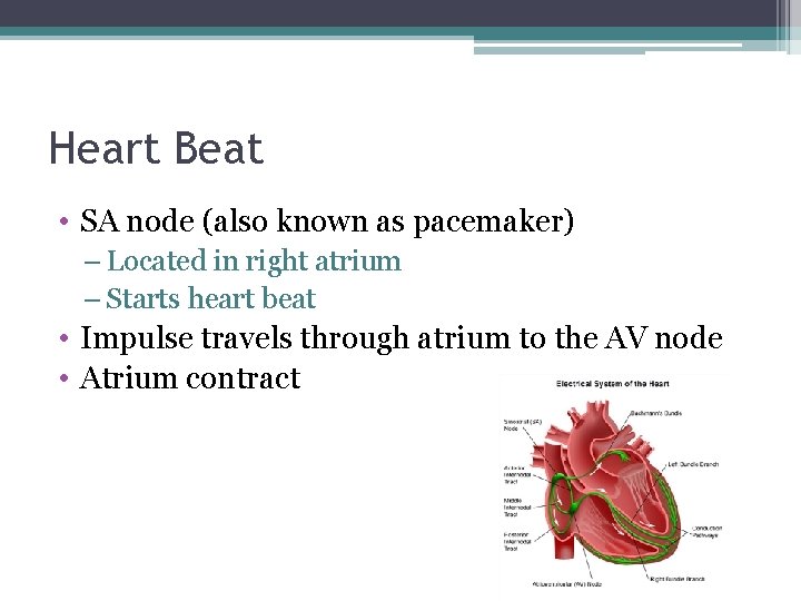 Heart Beat • SA node (also known as pacemaker) – Located in right atrium