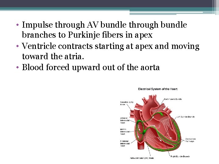  • Impulse through AV bundle through bundle branches to Purkinje fibers in apex