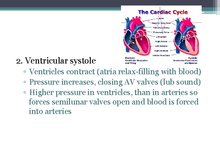 2. Ventricular systole ▫ Ventricles contract (atria relax-filling with blood) ▫ Pressure increases, closing