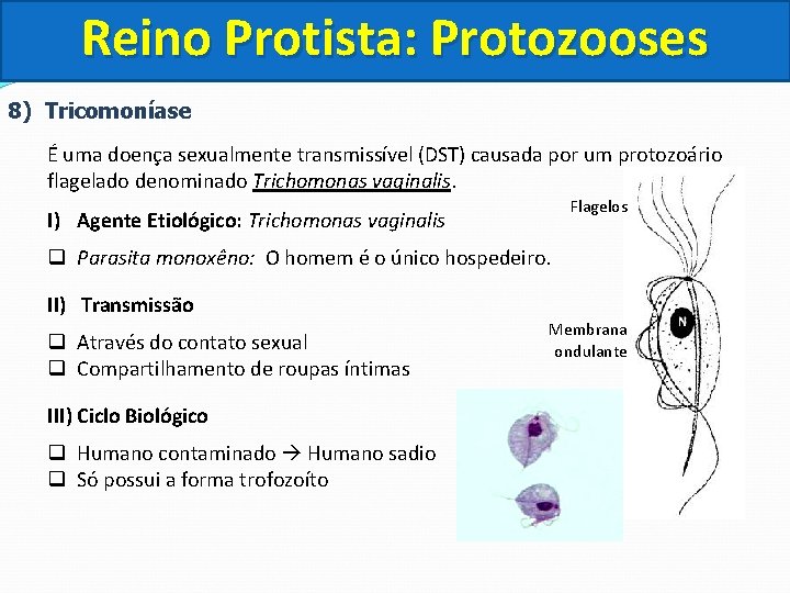 Reino Protista: Protozooses 8) Tricomoníase É uma doença sexualmente transmissível (DST) causada por um