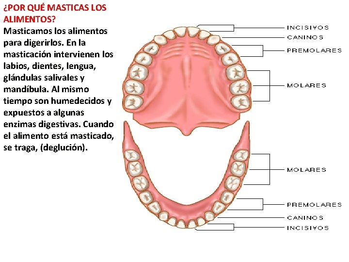 ¿POR QUÉ MASTICAS LOS ALIMENTOS? Masticamos los alimentos para digerirlos. En la masticación intervienen ¿POR QUÉ MASTICAS LOS ALIMENTOS? Masticamos los alimentos para digerirlos. En la masticación intervienen