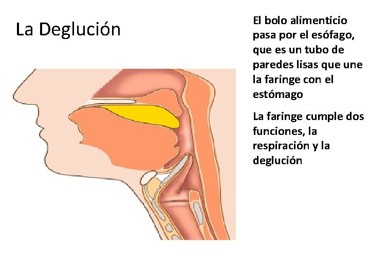 La Deglución El bolo alimenticio pasa por el esófago, que es un tubo de La Deglución El bolo alimenticio pasa por el esófago, que es un tubo de