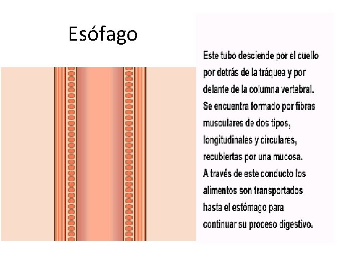 Esófago Esófago