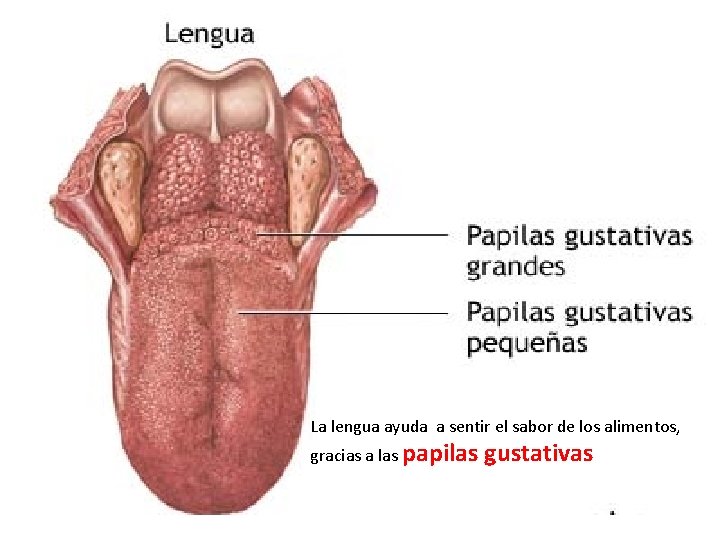 La lengua ayuda a sentir el sabor de los alimentos, gracias a las papilas La lengua ayuda a sentir el sabor de los alimentos, gracias a las papilas