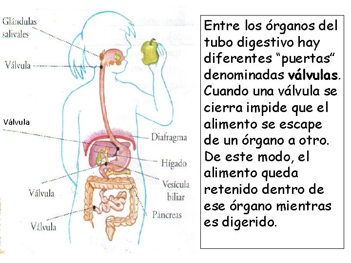 Válvula Entre los órganos del tubo digestivo hay diferentes “puertas” denominadas válvulas. Cuando una Válvula Entre los órganos del tubo digestivo hay diferentes “puertas” denominadas válvulas. Cuando una
