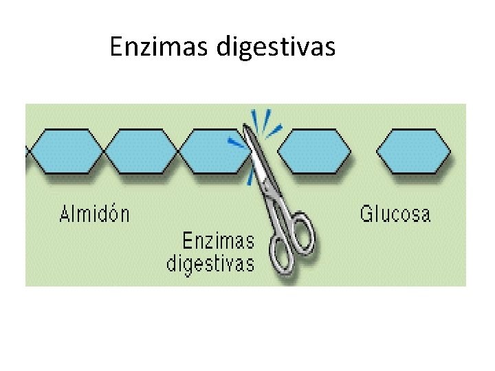 Enzimas digestivas Enzimas digestivas