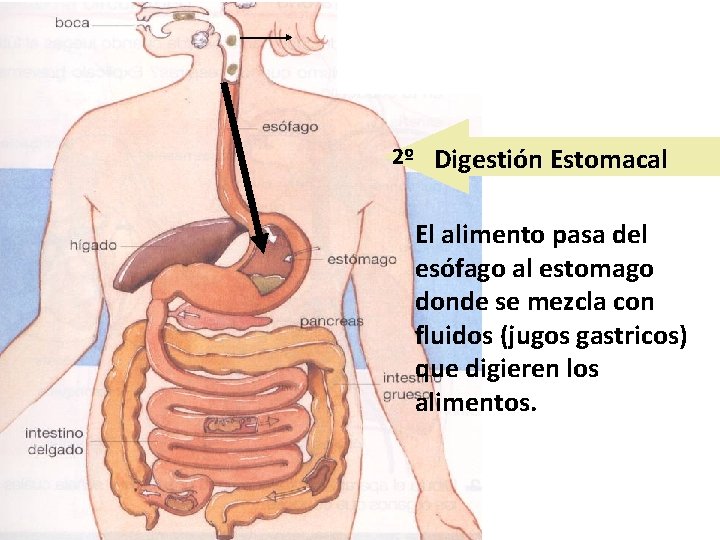 2º Digestión Estomacal El alimento pasa del esófago al estomago donde se mezcla con 2º Digestión Estomacal El alimento pasa del esófago al estomago donde se mezcla con