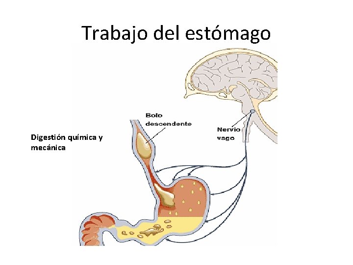 Trabajo del estómago Digestión química y mecánica Trabajo del estómago Digestión química y mecánica