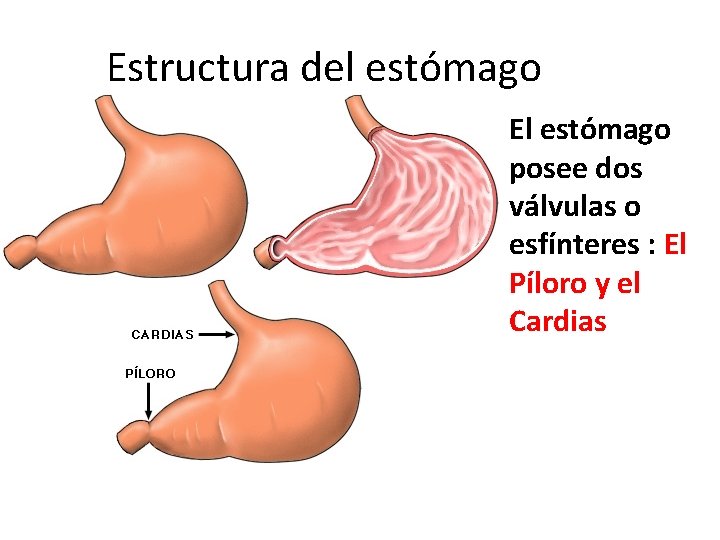 Estructura del estómago El estómago posee dos válvulas o esfínteres : El Píloro y Estructura del estómago El estómago posee dos válvulas o esfínteres : El Píloro y