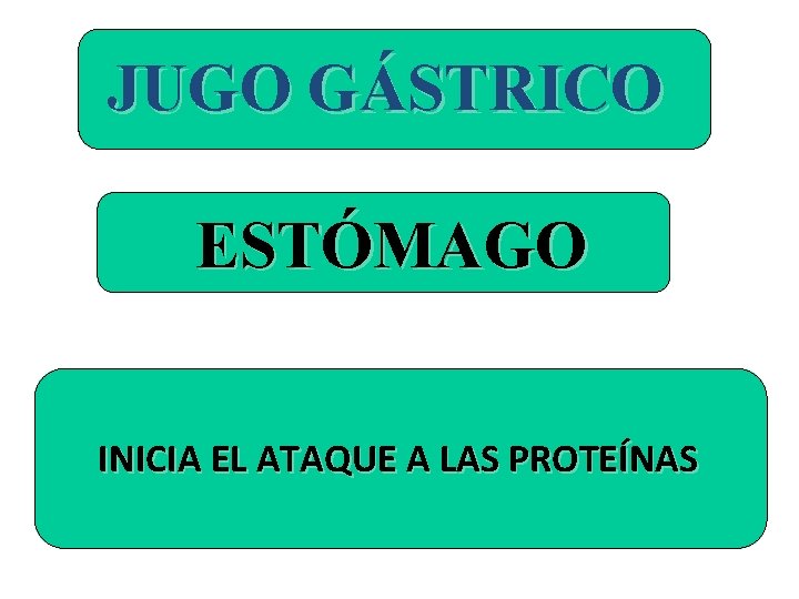 JUGO GÁSTRICO ESTÓMAGO INICIA EL ATAQUE A LAS PROTEÍNAS JUGO GÁSTRICO ESTÓMAGO INICIA EL ATAQUE A LAS PROTEÍNAS