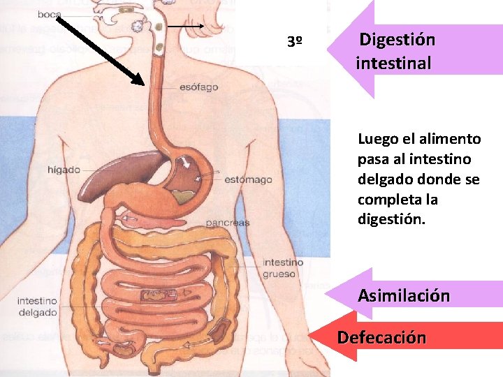 3º Digestión intestinal Luego el alimento pasa al intestino delgado donde se completa la 3º Digestión intestinal Luego el alimento pasa al intestino delgado donde se completa la