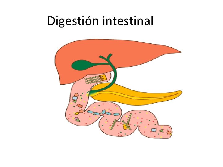 Digestión intestinal Digestión intestinal