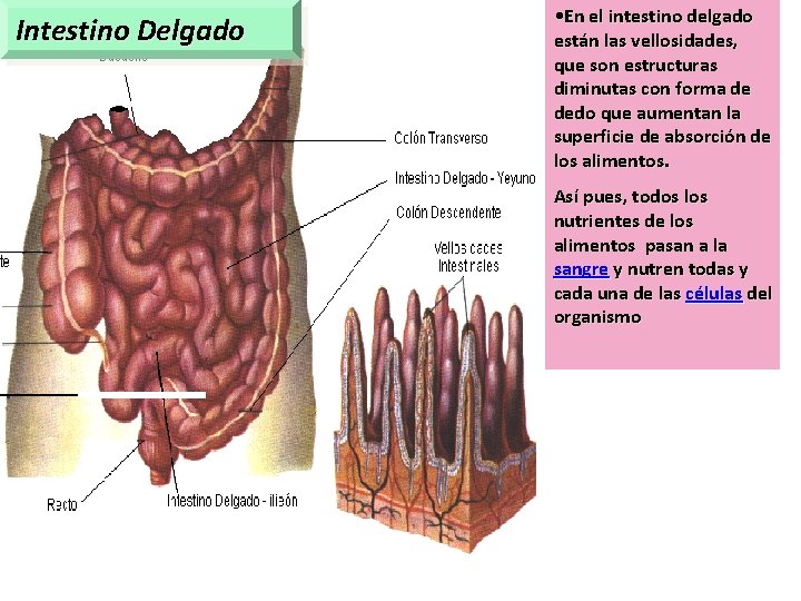 Intestino Delgado • En el intestino delgado están las vellosidades, que son estructuras diminutas Intestino Delgado • En el intestino delgado están las vellosidades, que son estructuras diminutas