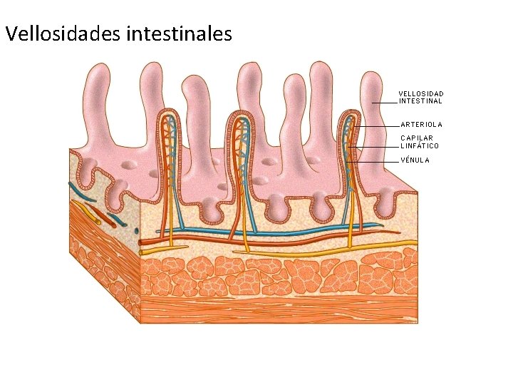 Vellosidades intestinales Vellosidades intestinales